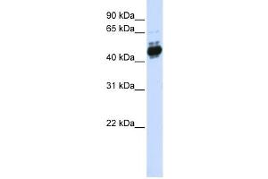 Western Blotting (WB) image for anti-Transcription Factor AP-2 beta (Activating Enhancer Binding Protein 2 Beta) (TFAP2B) antibody (ABIN2459994) (TFAP2B Antikörper)