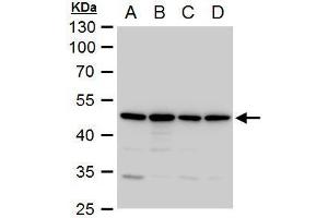 WB Image Annexin VII antibody detects Annexin VII protein by western blot analysis.