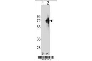 Western blot analysis of KLHDC4 using rabbit polyclonal KLHDC4 Antibody using 293 cell lysates (2 ug/lane) either nontransfected (Lane 1) or transiently transfected (Lane 2) with the KLHDC4 gene. (KLHDC4 Antikörper  (AA 237-265))