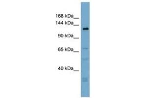 Image no. 1 for anti-Anoctamin 3 (ANO3) (AA 719-768) antibody (ABIN6742040) (ANO3 Antikörper  (AA 719-768))