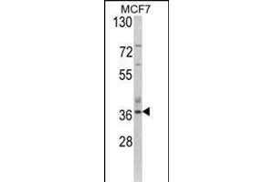 Western blot analysis of AS Antibody (N-term) (ABIN390843 and ABIN2841069) in MCF7 cell line lysates (35 μg/lane). (ASPA Antikörper  (N-Term))