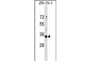 OR51G1 Antibody (C-term) (ABIN1537059 and ABIN2849831) western blot analysis in ZR-75-1 cell line lysates (35 μg/lane). (OR51G1 Antikörper  (C-Term))