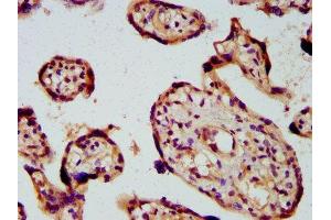 IHC image of ABIN7163230 diluted at 1:600 and staining in paraffin-embedded human placenta tissue performed on a Leica BondTM system. (PICALM Antikörper  (AA 517-624))