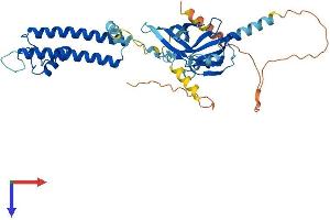 KIR5.1 Protein (AA 1-419) (His tag)