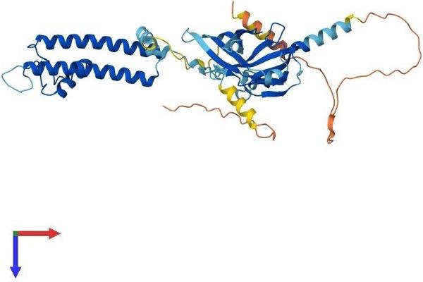 KIR5.1 Protein (AA 1-419) (His tag)