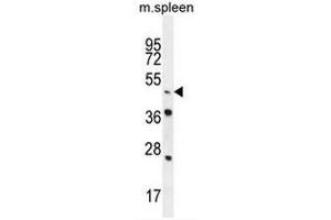 NR6A1 Antibody (N-term) western blot analysis in mouse spleen tissue lysates (35µg/lane). (NR6A1 Antikörper  (N-Term))