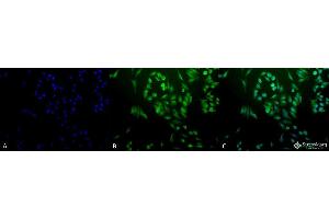 Immunocytochemistry/Immunofluorescence analysis using Rabbit Anti-Ubiquitin Polyclonal Antibody . (Ubiquitin Antikörper  (Atto 488))