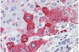 Anti-KIAA1324 antibody  ABIN960789 IHC staining of human liver. (ELAPOR1 Antikörper  (Internal Region))