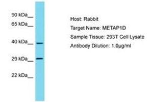 Image no. 1 for anti-Methionyl Aminopeptidase Type 1D (Mitochondrial) (METAP1D) (AA 23-72) antibody (ABIN6750784) (MAP1D Antikörper  (AA 23-72))