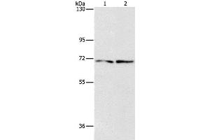 Western Blot analysis of HepG2 and 293T cell using IFT74 Polyclonal Antibody at dilution of 1:1400 (IFT74 Antikörper)