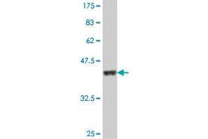 Western Blot detection against Immunogen (37. (FBXO33 Antikörper  (AA 197-296))