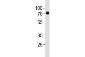 Western blot analysis of lysate from SH-SY5Y cell line using DBH antibody at 1:1000. (DBH Antikörper  (AA 199-232))