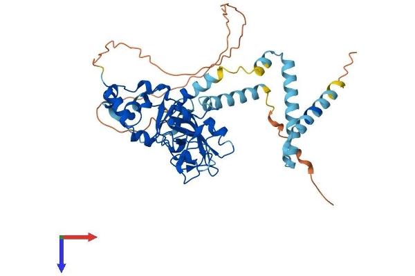 UBR7 Protein (AA 1-425) (His tag)