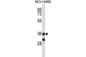 Western Blotting (WB) image for anti-Membrane-Associated Ring Finger (C3HC4) 11 (MARCH11) antibody (ABIN2997555) (MARCH11 Antikörper)