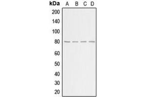Western blot analysis of GRK2 expression in HeLa (A), HEK293T (B), NIH3T3 (C), H9C2 (D) whole cell lysates. (GRK2 Antikörper  (C-Term))