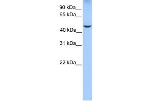 Western Blotting (WB) image for anti-PHD Finger Protein 17 (PHF17) antibody (ABIN2458112) (PHF17 Antikörper)