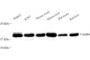 Western blot analysis of VAMP4 (ABIN7076198),at dilution of 1: 1500