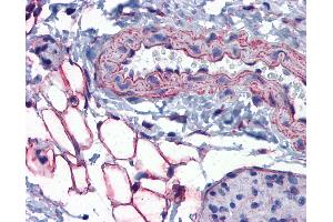 Anti-PTRF antibody IHC of mouse vessel and adipocytes.