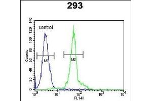IF Antibody (N-term) (ABIN651581 and ABIN2840310) flow cytometric analysis of 293 cells (right histogram) compared to a negative control cell (left histogram). (IFT172 Antikörper  (N-Term))