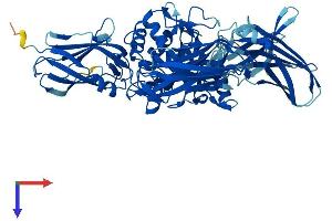 TGM4 Protein (AA 1-684) (His tag)