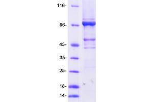 Western Blotting (WB) image for tRNA Methyltransferase 2 Homolog A (TRMT2A) (Transcript Variant 1) protein (Myc-DYKDDDDK Tag) (ABIN2734358)