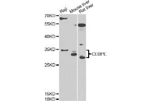 Western blot analysis of extracts of various cell lines, using CEBPE antibody (ABIN6291284) at 1:1000 dilution. (CEBPE Antikörper)