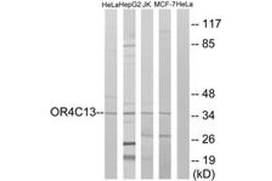 Western blot analysis of extracts from HeLa/Jurkat/HepG2/MCF-7 cells, using OR4C13 Antibody.