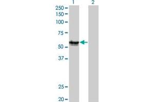 Western Blot analysis of AGER expression in transfected 293T cell line by AGER monoclonal antibody (M02A), clone 1C1. (RAGE Antikörper  (AA 23-404))