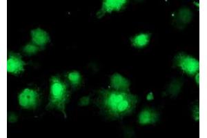 Image no. 6 for anti-CoA Synthase (COASY) antibody (ABIN1497556) (COASY Antikörper)