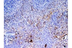 IHC testing of FFPE rat spleen tissue with Pf4 antibody at 1ug/ml. (PF4 Antikörper)