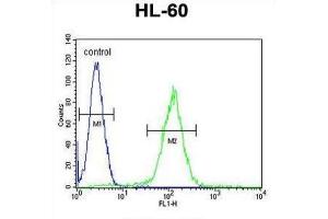 Flow Cytometry (FACS) image for anti-Olfactory Receptor, Family 10, Subfamily J, Member 5 (OR10J5) antibody (ABIN2996119) (OR10J5 Antikörper)