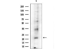 anti-Protease, serine, 33 (PRSS33) (N-Term) antibody