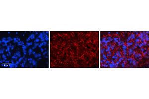 Immunohistochemistry (IHC) image for anti-Potassium Large Conductance Calcium-Activated Channel, Subfamily M, alpha Member 1 (KCNMA1) (C-Term) antibody (ABIN2776143)