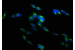 Immunofluorescence staining of Hela cells with ABIN7173817 at 1:133, counter-stained with DAPI. (TNFSF9 Antikörper  (AA 52-254))