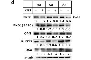 Western Blotting (WB) image for anti-Runt-Related Transcription Factor 2 (RUNX2) (AA 242-521) antibody (ABIN3016834)