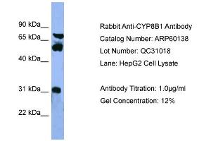 WB Suggested Anti-CYP8B1  Antibody Titration: 0. (CYP8B1 Antikörper  (Middle Region))
