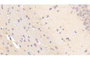 Detection of BFP in Mouse Cerebellum Tissue using Polyclonal Antibody to Brain Finger Protein (BFP) (RNF112 Antikörper  (AA 403-647))