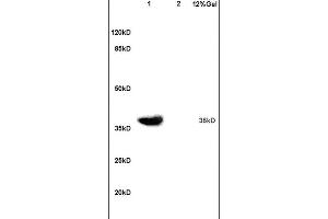 Lane 1: mouse embryo lysates Lane 2: mouse brain lysates probed with Anti ATF4/CREB-2 Polyclonal Antibody, Unconjugated (ABIN687862) at 1:200 in 4C. (ATF4 Antikörper  (AA 251-351))