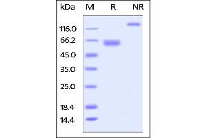 Cynomolgus LILRB4, Fc Tag on  under reducing (R) and ing (NR) conditions.