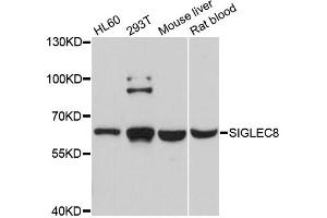 Western blot analysis of extracts of various cell lines, using SIGLEC8 antibody. (SIGLEC8 Antikörper)