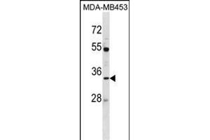 AQP3 Antibody (Center) (ABIN1537917 and ABIN2838290) western blot analysis in MDA-M cell line lysates (35 μg/lane). (AQP3 Antikörper  (AA 163-191))