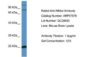 Western Blotting (WB) image for anti-Nuclear Factor of kappa Light Polypeptide Gene Enhancer in B-Cells Inhibitor, zeta (NFKBIZ) (C-Term) antibody (ABIN785921) (NFKBIZ Antikörper  (C-Term))