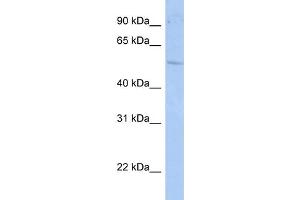 WB Suggested Anti-RORC Antibody Titration:  1 ug/ml  Positive Control:  HepG2 cell lysate (RORC Antikörper  (N-Term))