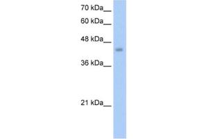 Western Blotting (WB) image for anti-Embryonic Ectoderm Development (EED) antibody (ABIN2461704) (EED Antikörper)