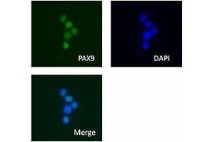 Immunofluorescence (IF) image for anti-Paired Box 9 (PAX9) antibody (ABIN2665320) (PAX9 Antikörper)