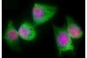 Immunofluorescence (IF) image for anti-T-Complex 1 (TCP1) antibody (ABIN2666193) (TCP1 alpha/CCTA Antikörper)
