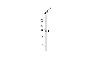 Anti-GINS3 Antibody (C-term) at 1:1000 dilution + 293T/17 whole cell lysate Lysates/proteins at 20 μg per lane. (GINS3 Antikörper  (C-Term))