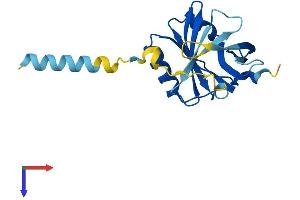 Apolipoprotein M Protein (APOM) (AA 1-190) (His tag)