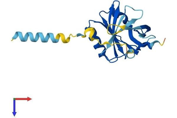 Apolipoprotein M Protein (APOM) (AA 1-190) (His tag)