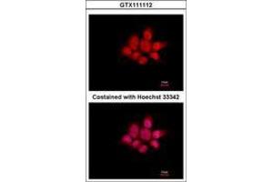 Image no. 3 for anti-NCK Adaptor Protein 1 (NCK1) (AA 53-333) antibody (ABIN1499652) (NCK1 Antikörper  (AA 53-333))